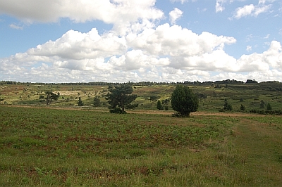 Ashdown Forest near Hartfield by Gary the chimney sweep Ashdown Forest near Hartfield by Gary the chimney sweep
